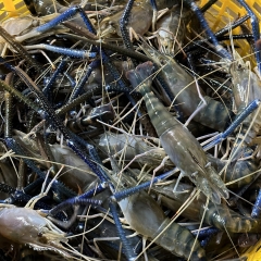 Tôm càng xanh loại 3: 1kg/15 con mua ở đâu rẻ TP.HCM